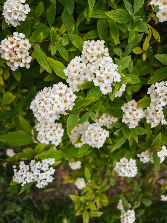 Detailed close-up of vibrant white spiraea flowers amidst lush green foliage, thriving in nature.